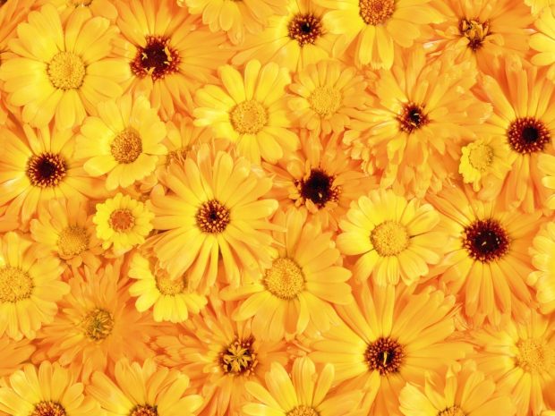 Yellow Aesthetic Floral Backgrounds.