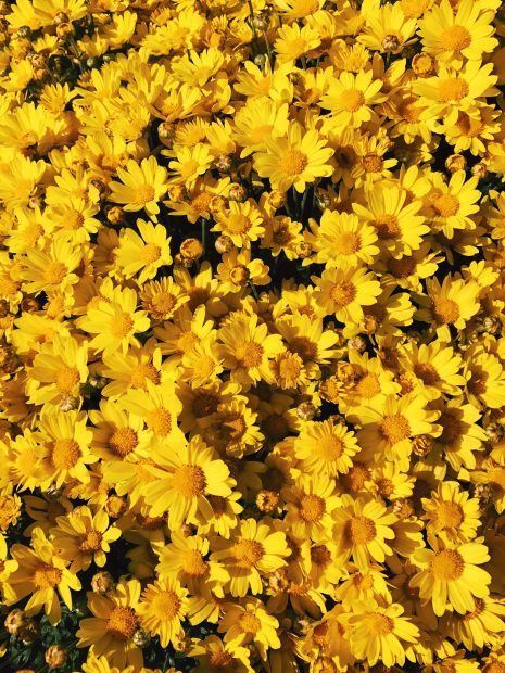 Yellow Flower Wallpaper Aesthetic HD.