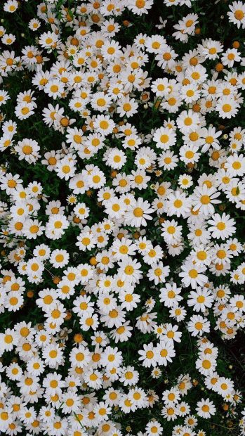 aesthetic backgrounds iphone Daisy.