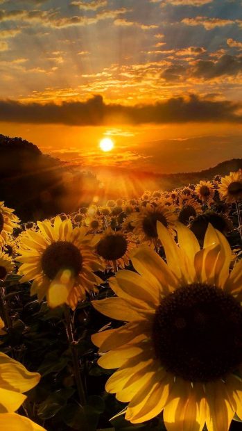 iPhone Aesthetic Sunflower Background.