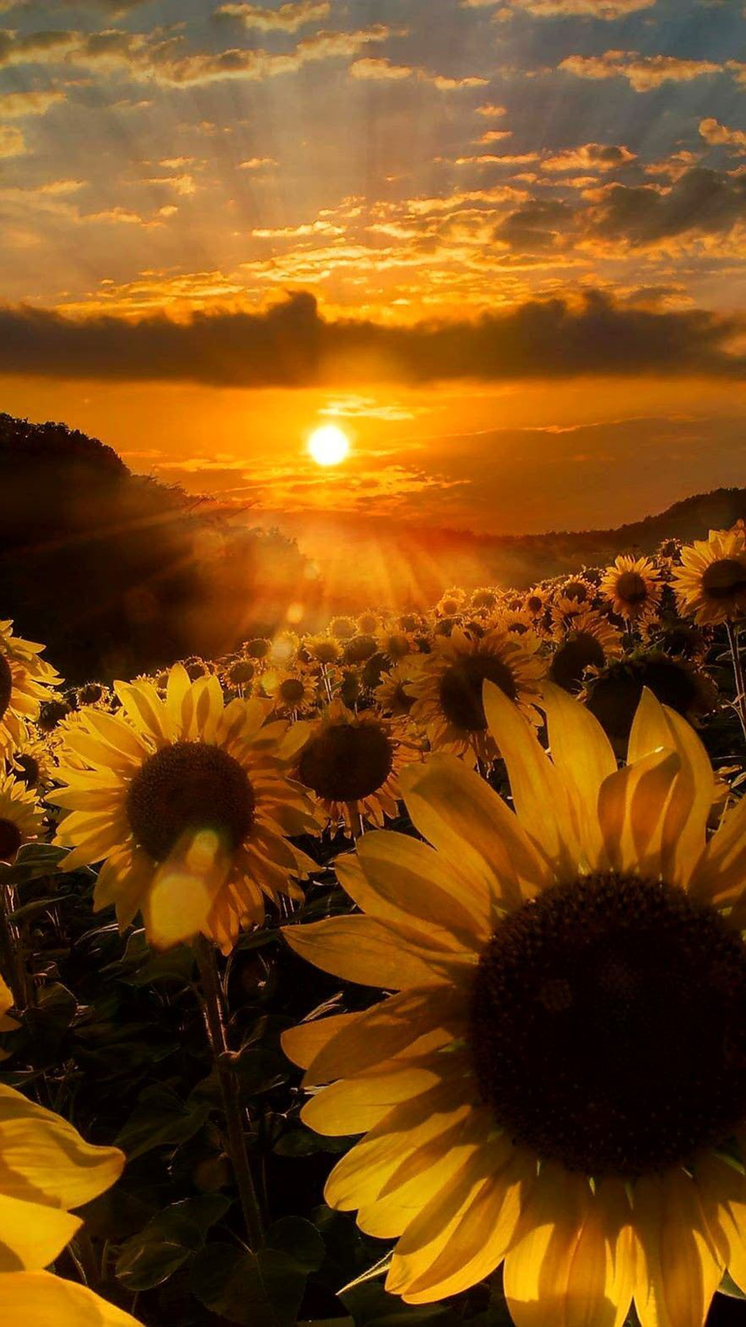 38 Sunflower iPhone Wallpapers to Download for Free  atinydreamer