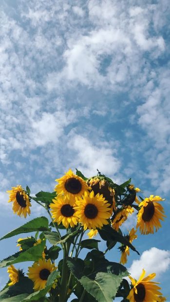 iPhone Aesthetic Sunflower HD Wallpaper.