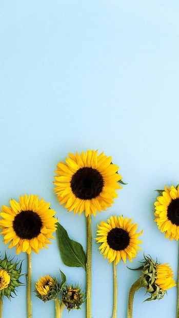 iPhone Aesthetic Sunflower HD Wallpaper Free download.