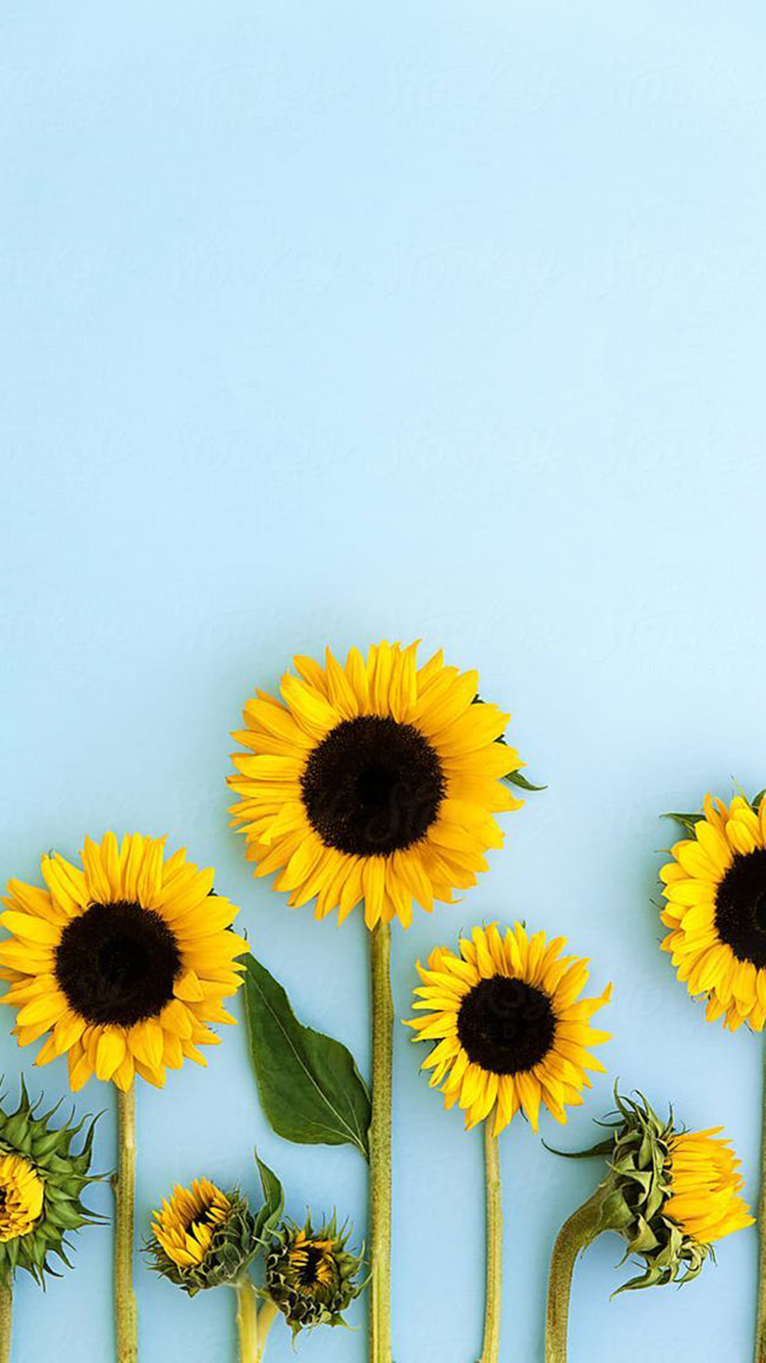 Discover more than 73 desktop wallpaper sunflower  incdgdbentre