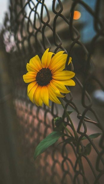 iPhone Aesthetic Sunflower Wallpaper 1080p.