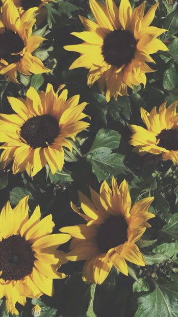 iPhone Aesthetic Sunflower Wallpaper.