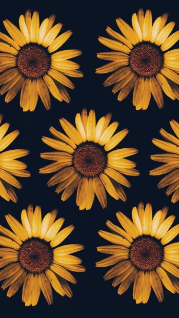 iPhone Aesthetic Sunflower Wallpaper HD Free download.