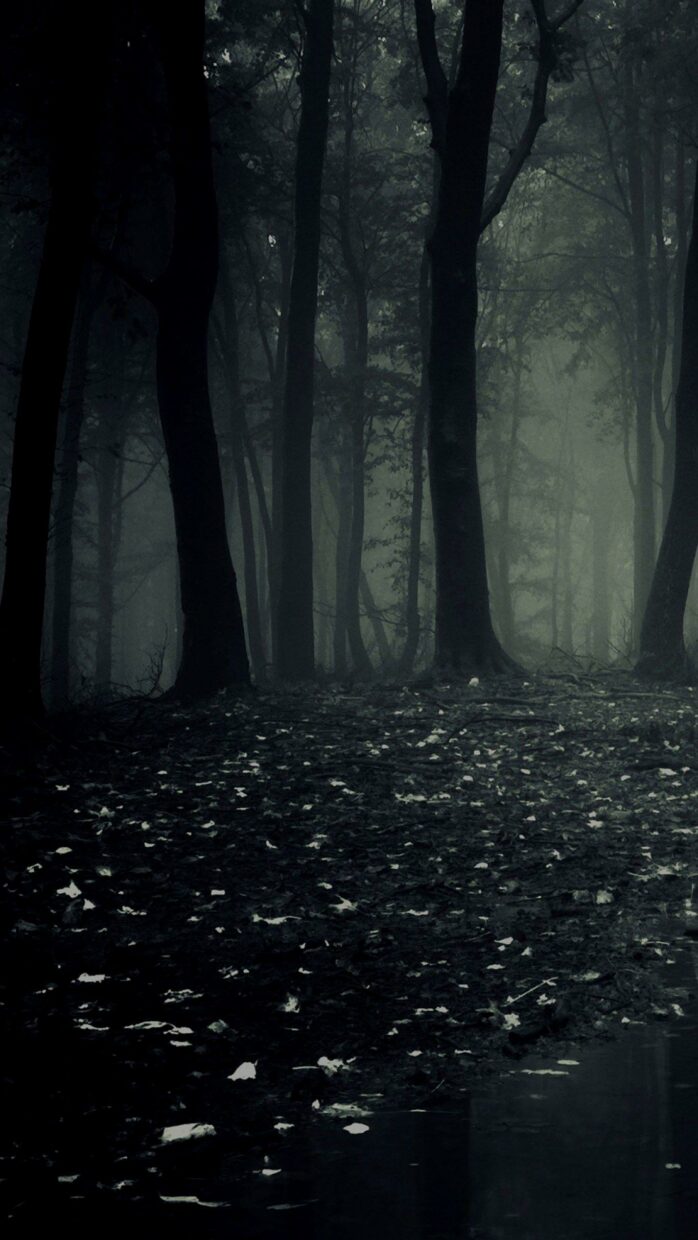Dark Forest Backgrounds HD High Quality - PixelsTalk