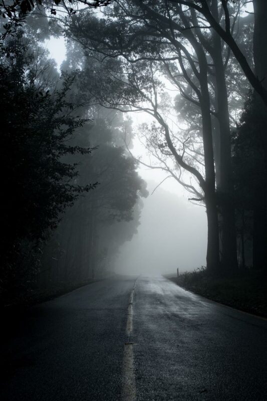 Dark Forest Backgrounds HD High Quality - PixelsTalk