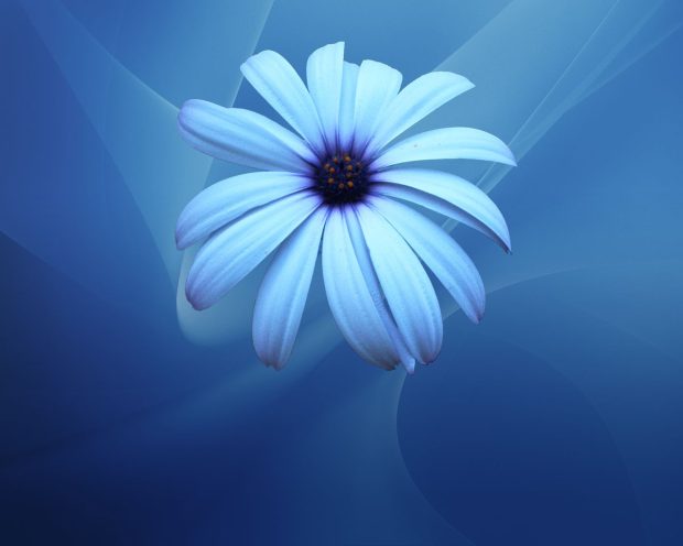 Aesthetic Blue Flower Background HD.