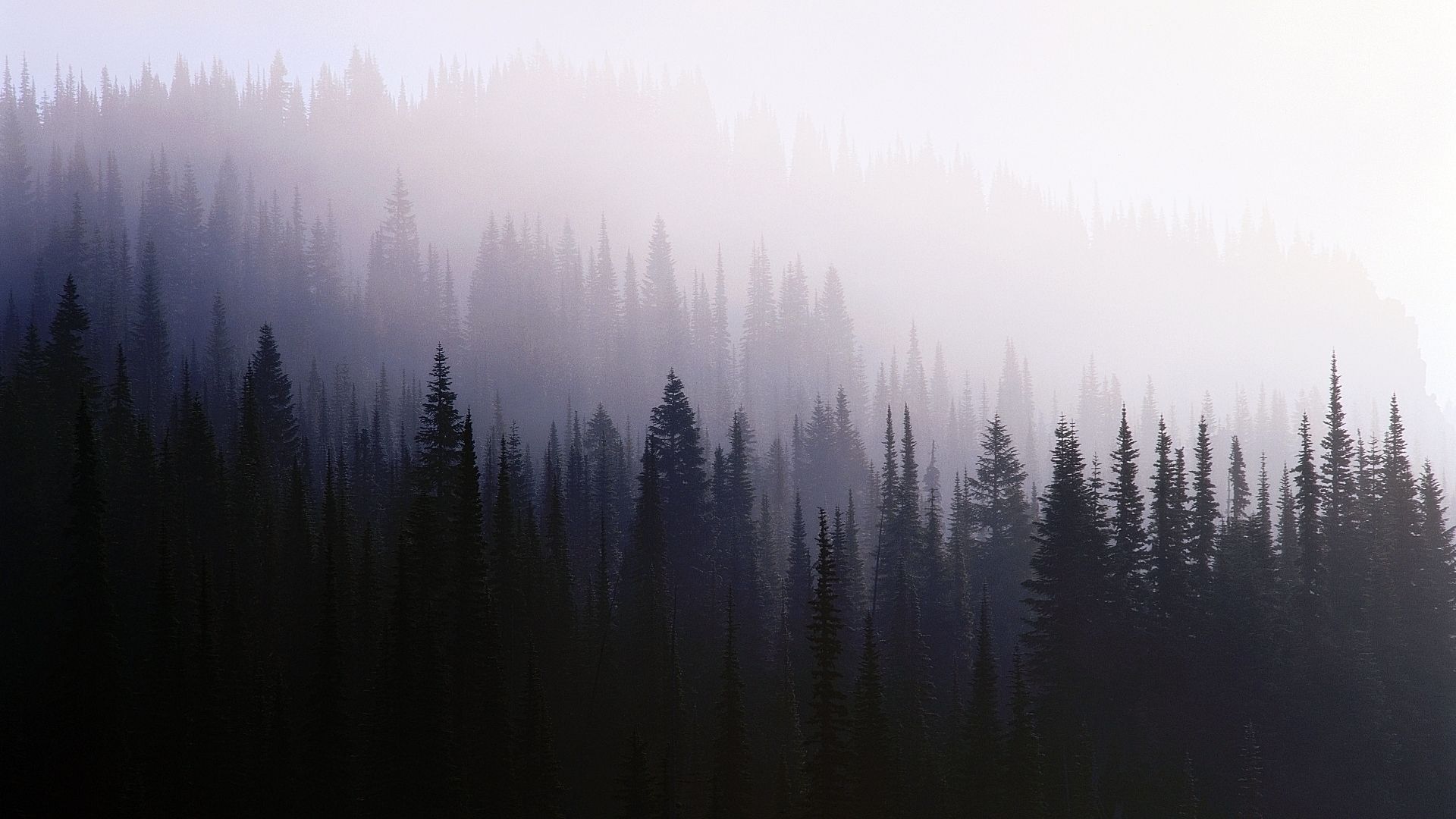 hd wallpapers 1080p forest
