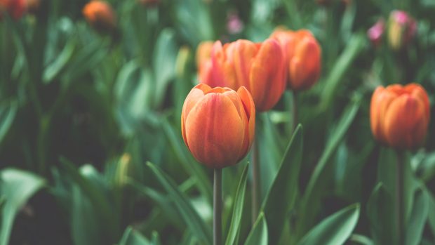 Aesthetic Tulip Wallpaper HD.