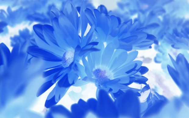 Beautiful Blue Flower Background.
