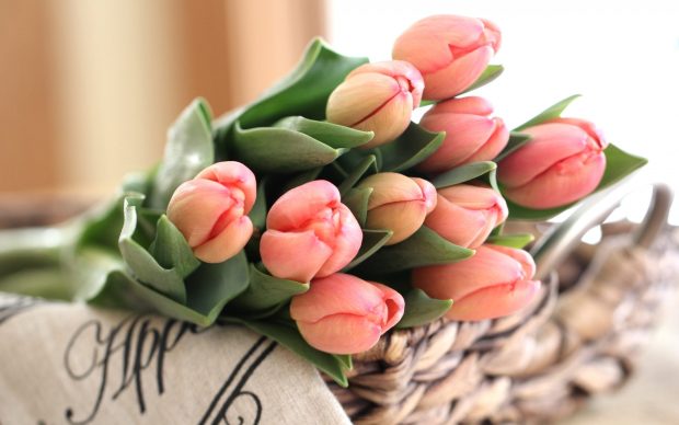 Beautiful Tulip Wallpaper HD.