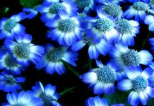 Blue Flower Background Desktop.