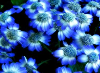 Blue Flower Background Desktop.