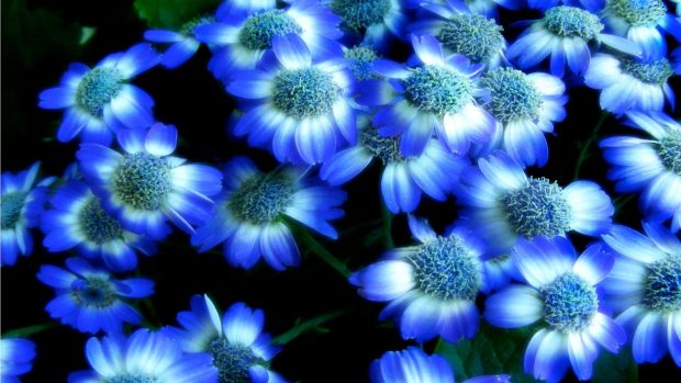 Blue Flower Background Desktop.
