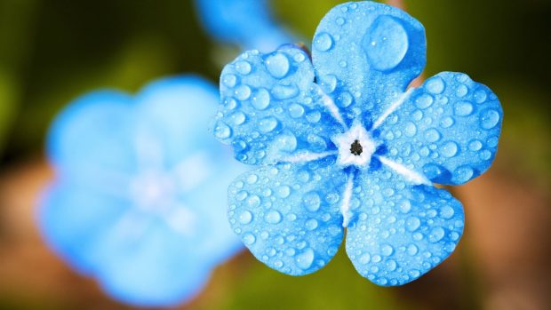 Blue Flower Background HD 1080p.