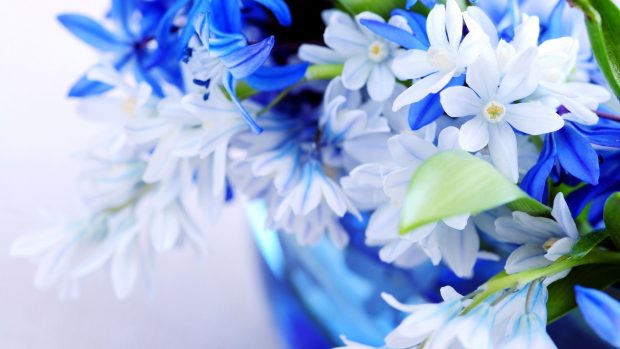 Blue Flower Background HD.