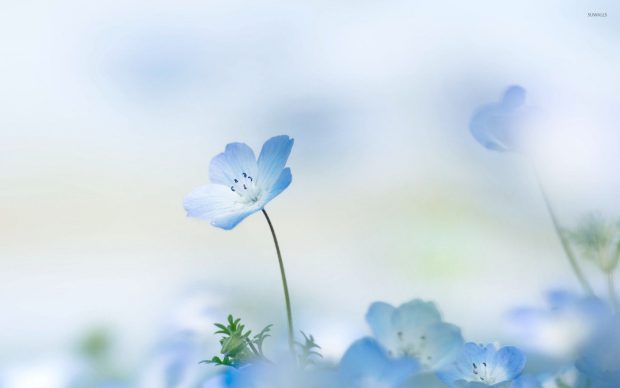 Blue Flower Background HD Free download.