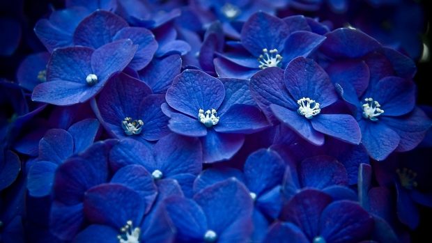 Blue Flower Background High Quality.