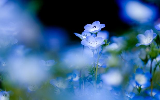 Blue Flower Background High Resolution.