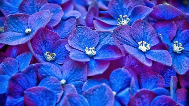 Blue Flower Desktop Background.