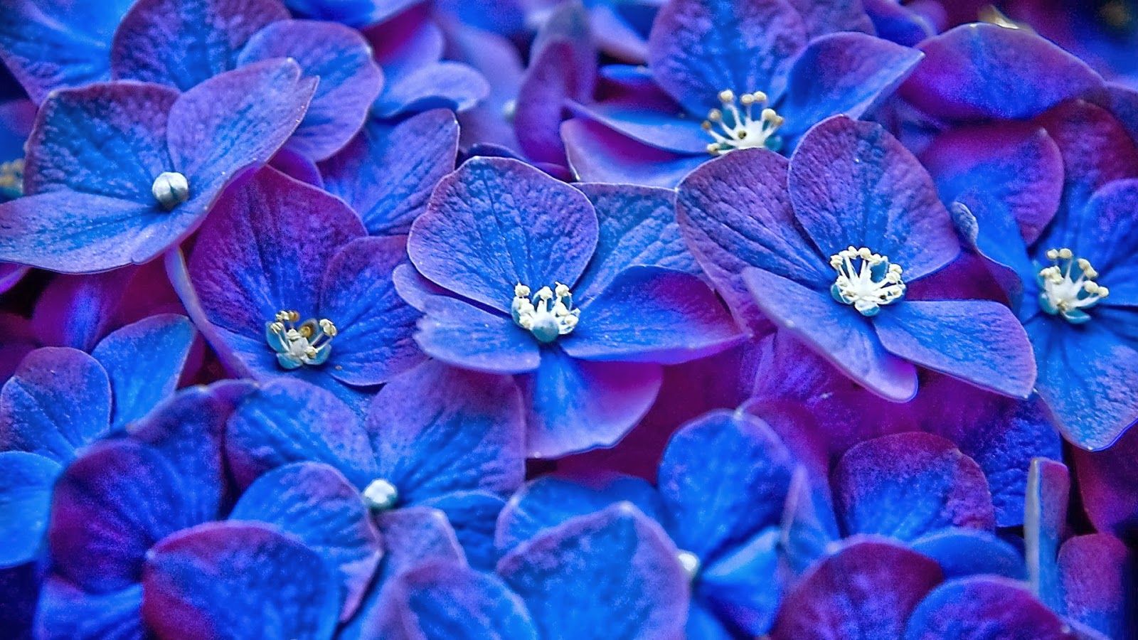 Blue Flower HD Backgrounds Free Download 