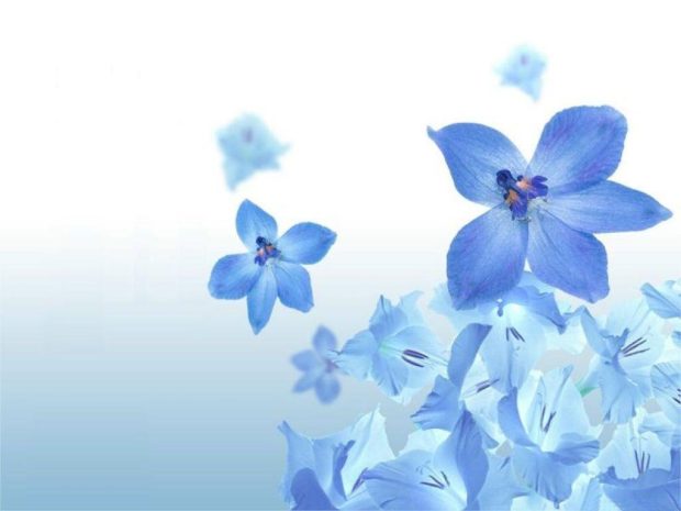 Blue Flower HD Background Computer.