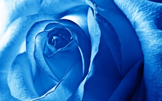 Blue Flower Image Free Download.