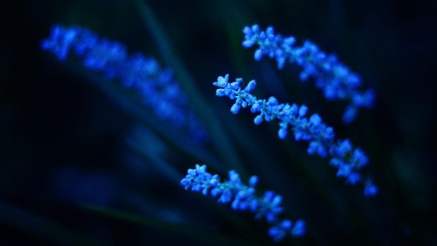 Blue Flower Wide Screen Background.