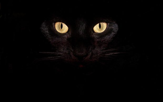 Cat Eye Wallpaper HD.