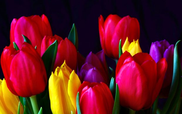 Color Tulip Wallpaper HD.