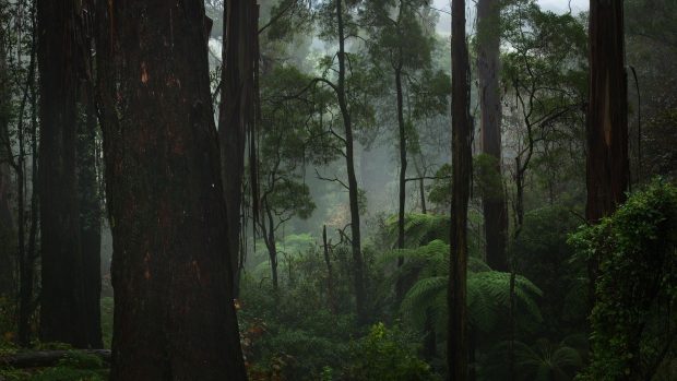 Dark Froggy Forest Wallpaper HD.