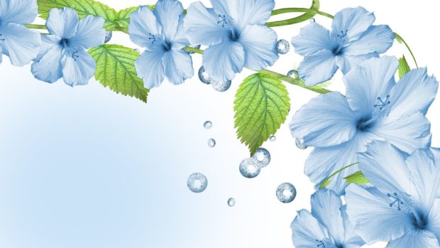 Desktop Blue Flower Background HD.