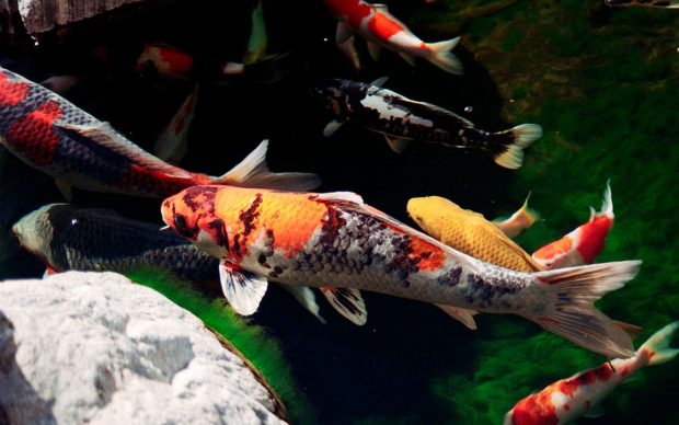 Desktop Koi Fish Wallpaper HD.