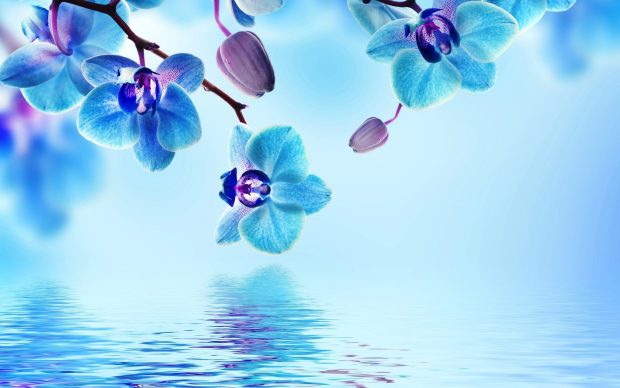 Download Free Blue Flower Background HD.