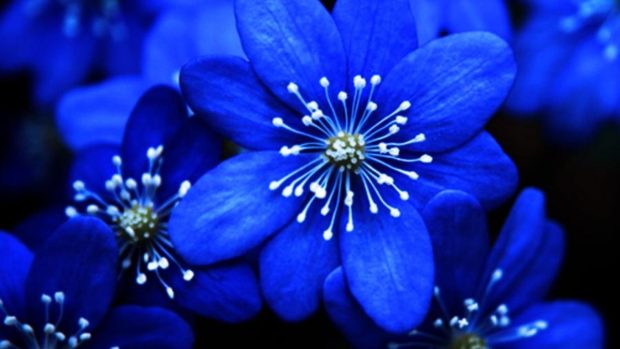 Free download Blue Flower Background.