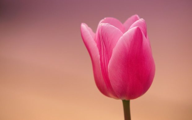 Free download Tulip Wallpaper HD.