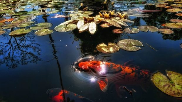 HD Wallpaper Koi Fish.