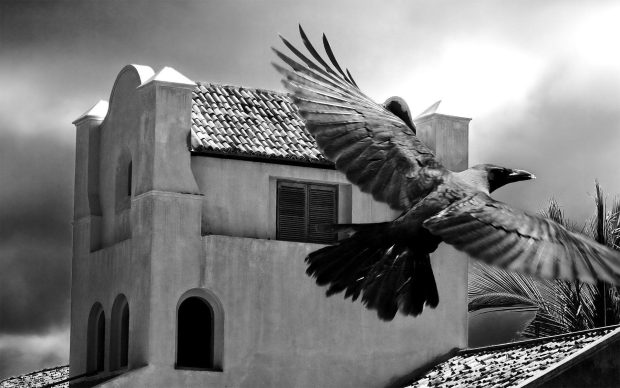 HD Wallpaper Raven.