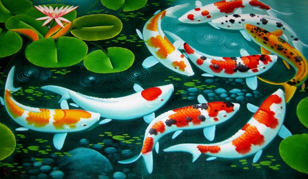Japan Koi Fish Wallpaper HD.