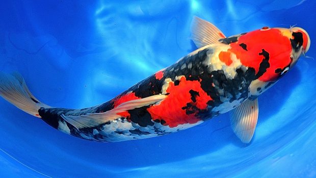 Koi Fish Desktop Wallpaper.