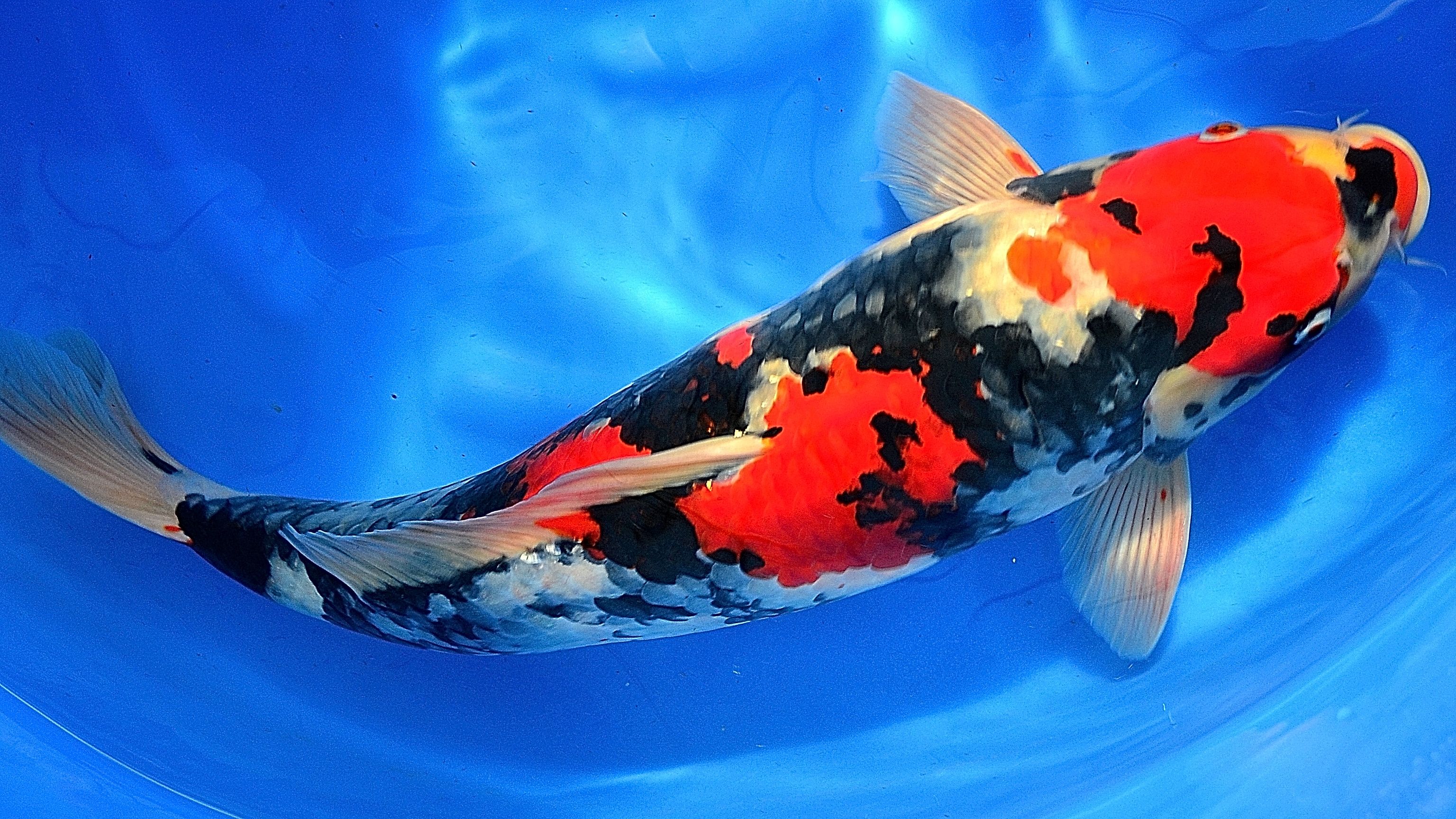 A group of koi fish swimming