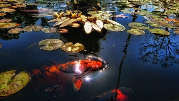 Koi Fish Pictures Free Download.