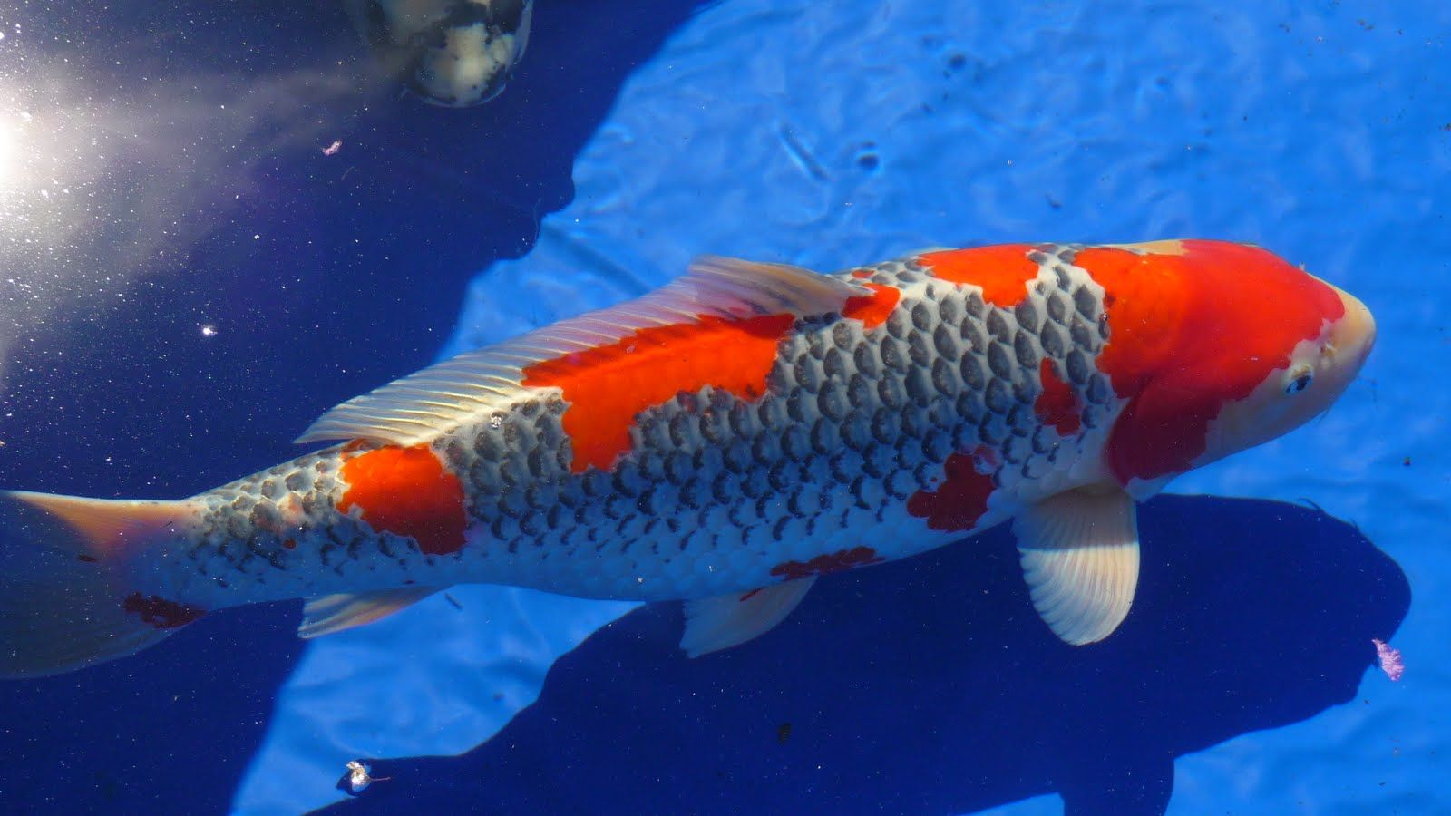 HD koi fish wallpapers  Peakpx