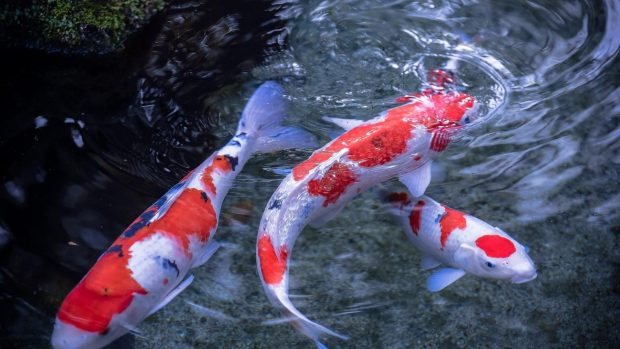 Koi Fish Wallpaper Free Download.