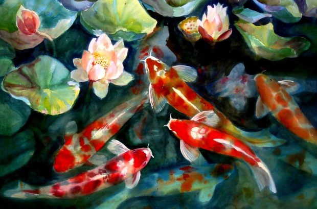 Koi Fish Wallpaper HD Free download.