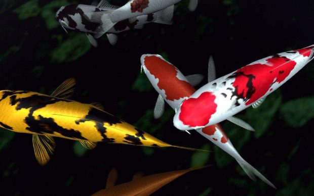 Koi Fish Wide Screen Wallpaper HD.