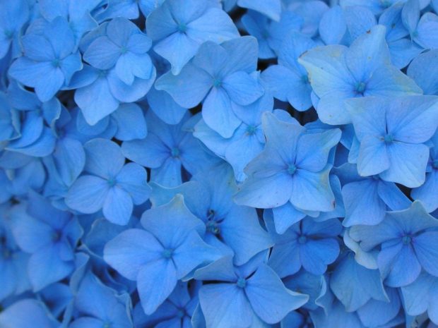 New Blue Flower Wallpaper.